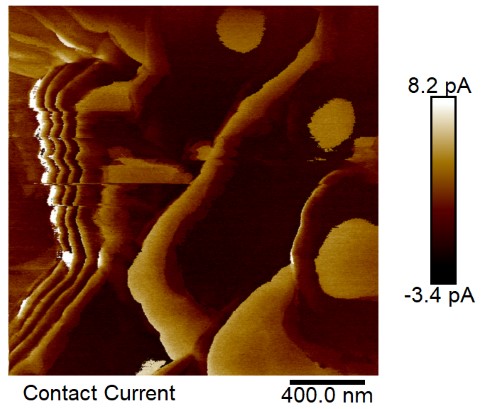 neuron